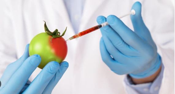 Food biotechnology; importance, applications and disadvantages 8