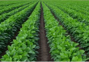 Soybeans; uses, processing, nutrients and products 2